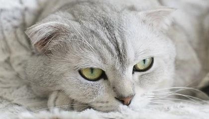 hth最新入口-旁观苏宁：1个中超新时代的符号 推翻烧钱的起义者